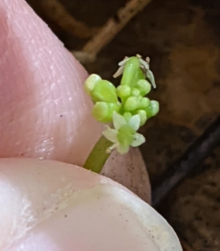 Hydrocotyle verticillata