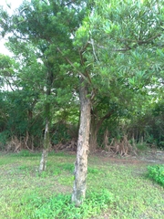 Podocarpus macrophyllus