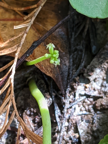 Hydrocotyle verticillata