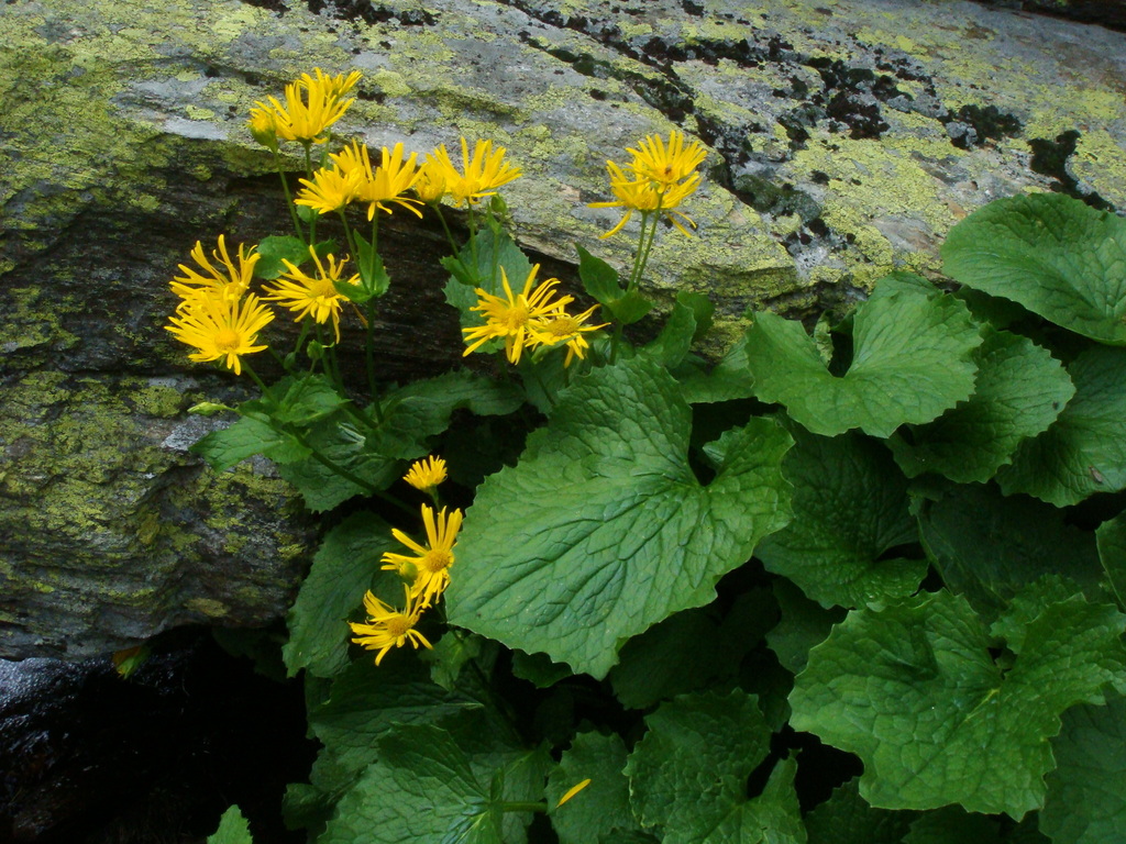 Doronicum cataractarum; photograph (c) Christian Berg, some rights reserved (CC BY)