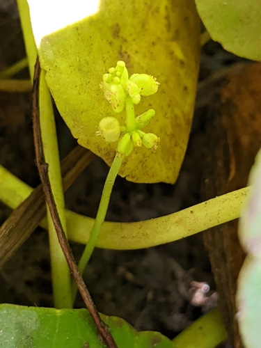 Hydrocotyle verticillata