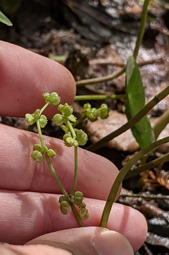Hydrocotyle verticillata