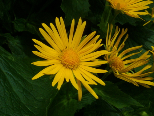 Doronicum cataractarum, photograph 1