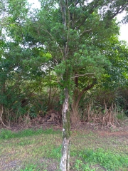 Podocarpus macrophyllus