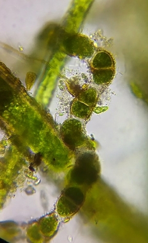 Cylindrocapsa