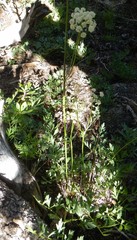 Ligusticum grayi