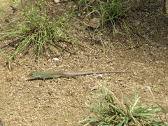 Ameiva bifrontata divisa