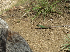 Ameiva bifrontata divisa