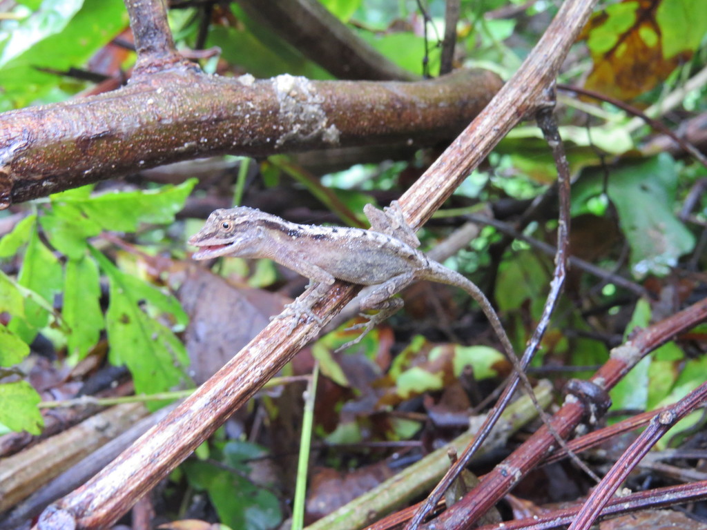 Gaige’s Anole