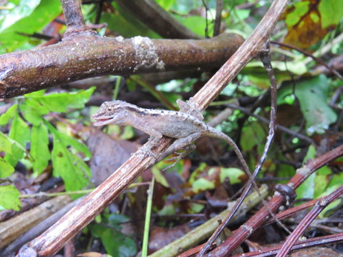 Gaige’s Anole