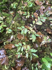 Vaccinium myrtilloides image