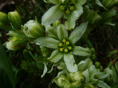 Veratrum album