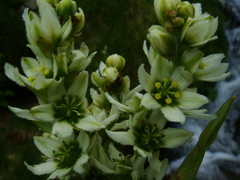 Veratrum album
