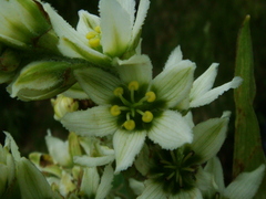 Veratrum album