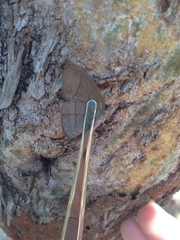 Nhambikuara cerradensis