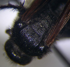 Scolia sexmaculata