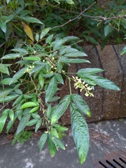 Ohwia caudata