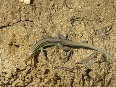 Cnemidophorus gaigei