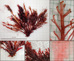 Rytiphlaea tinctoria