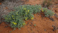 Calobota lotononoides