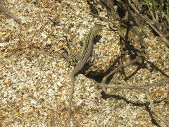 Cnemidophorus gaigei