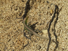 Cnemidophorus gaigei