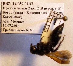Scolia sexmaculata