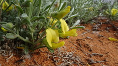 Calobota lotononoides