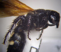 Scolia sexmaculata