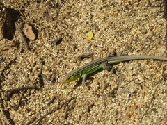 Cnemidophorus gaigei