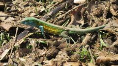 Cnemidophorus gaigei