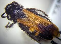 Scolia sexmaculata