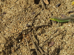Cnemidophorus gaigei