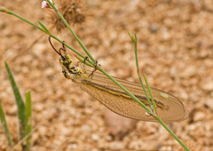 Myrmecaelurus trigrammus