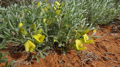 Calobota lotononoides