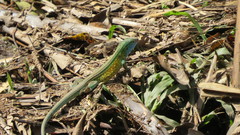 Cnemidophorus gaigei