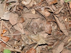 Nyctidromus albicollis