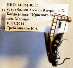 Scolia sexmaculata