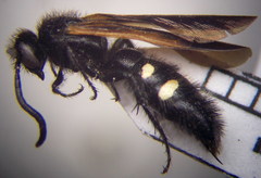 Scolia sexmaculata