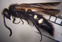 Scolia sexmaculata