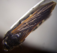 Scolia sexmaculata