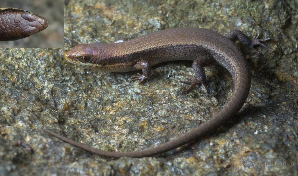 Allapalli Grass Skink