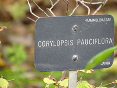 Corylopsis pauciflora