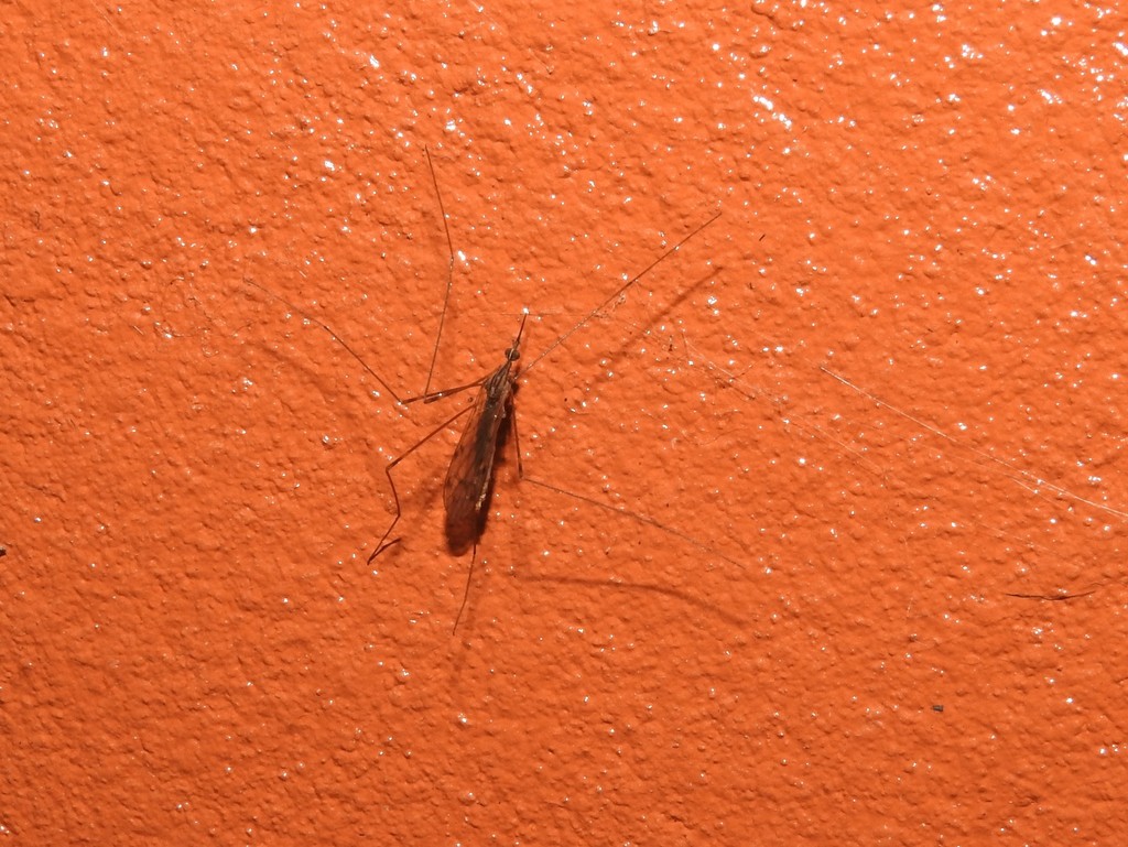 Geranomyia separata