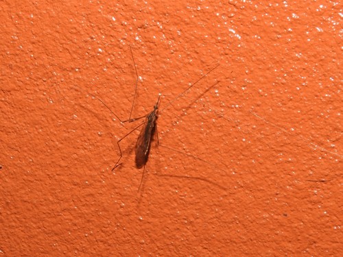 Geranomyia separata