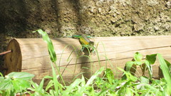 Cnemidophorus gaigei