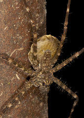 Syntrechalea