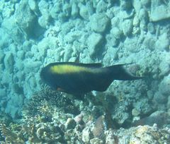 Cetoscarus bicolor