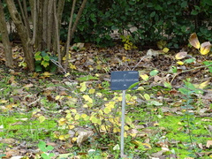 Corylopsis pauciflora