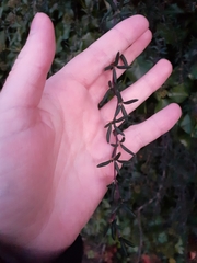 Berberis × stenophylla